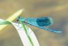 Calopteryx splendens